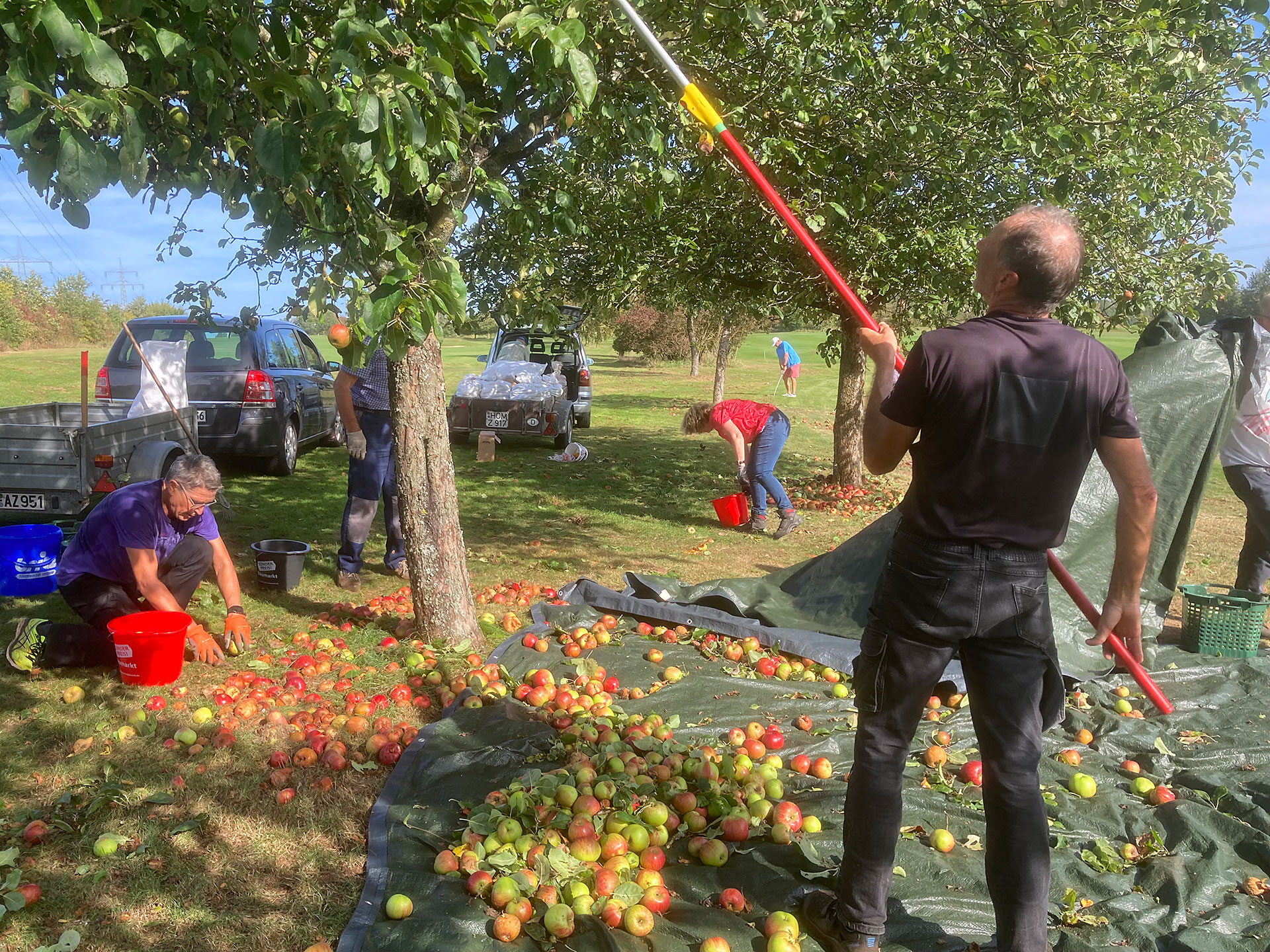 Bäumeschütteln bei eigener Ernte auf dem Golfplatz
