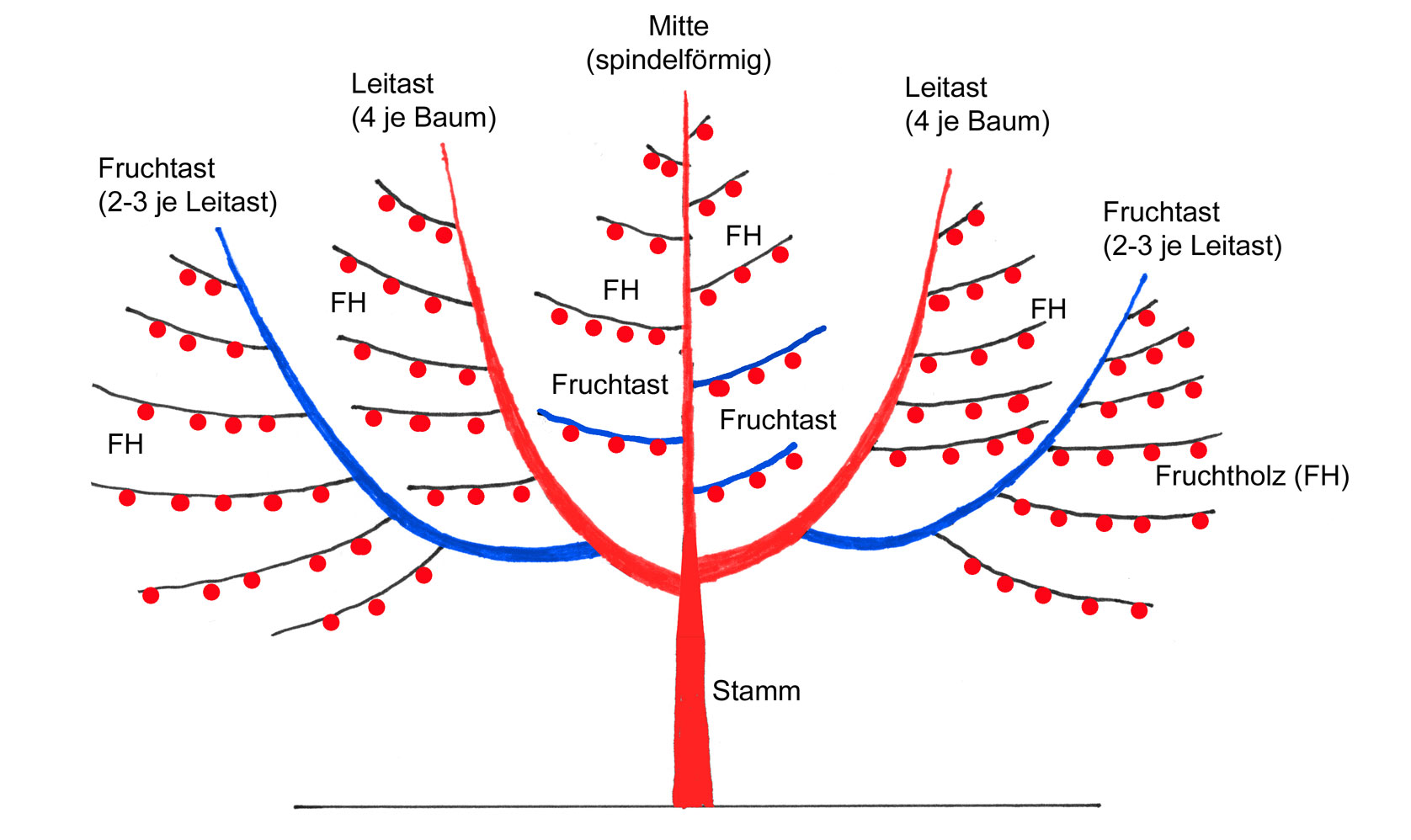 oeschbergkrone schema