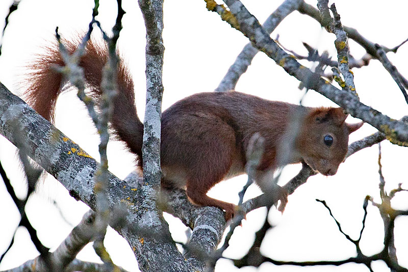 Eichhörnchen