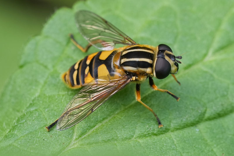 Schwebfliege