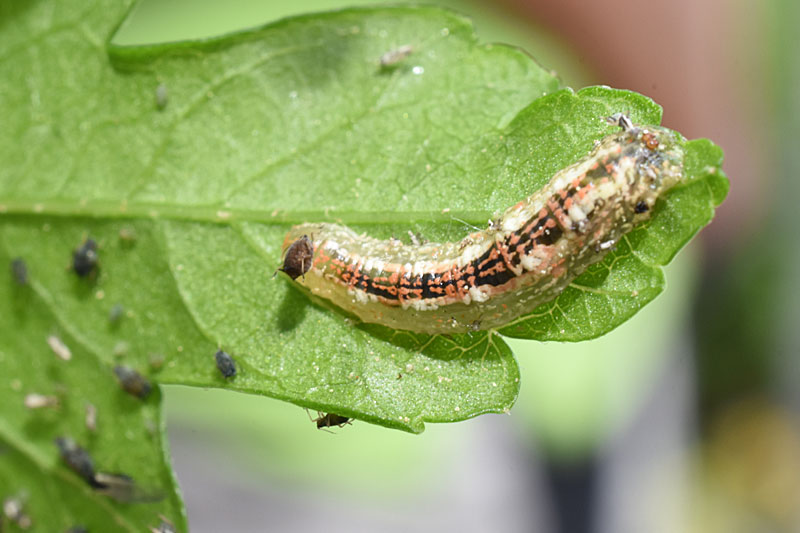 Schwebfliegenlarve