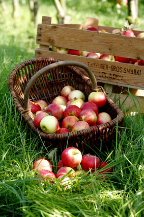 Apfel