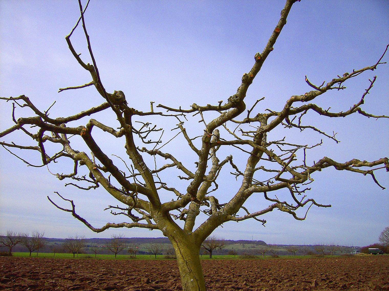 Baum nach Schnitt