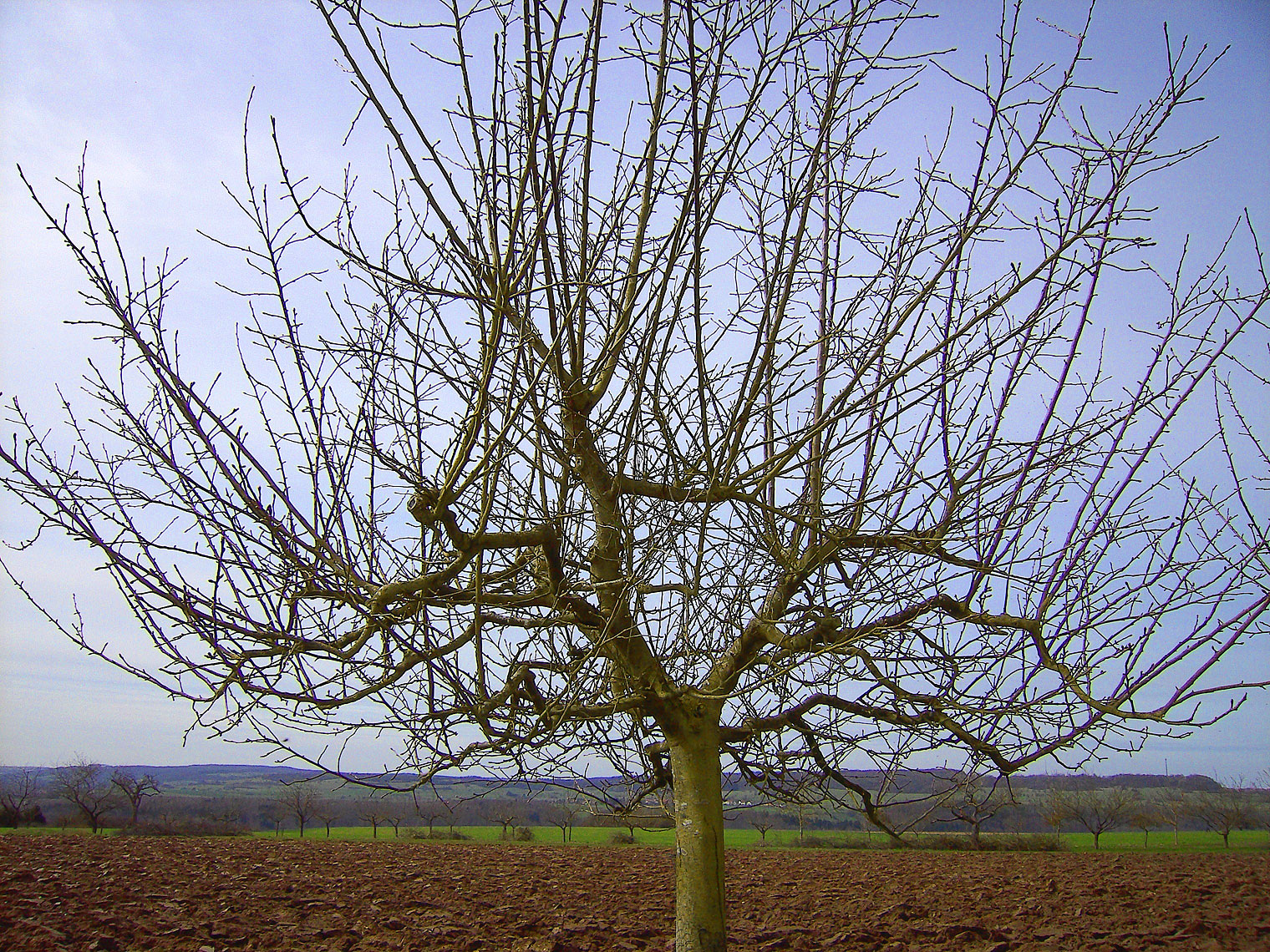 Baum drei Jahre nach dem Schnitt