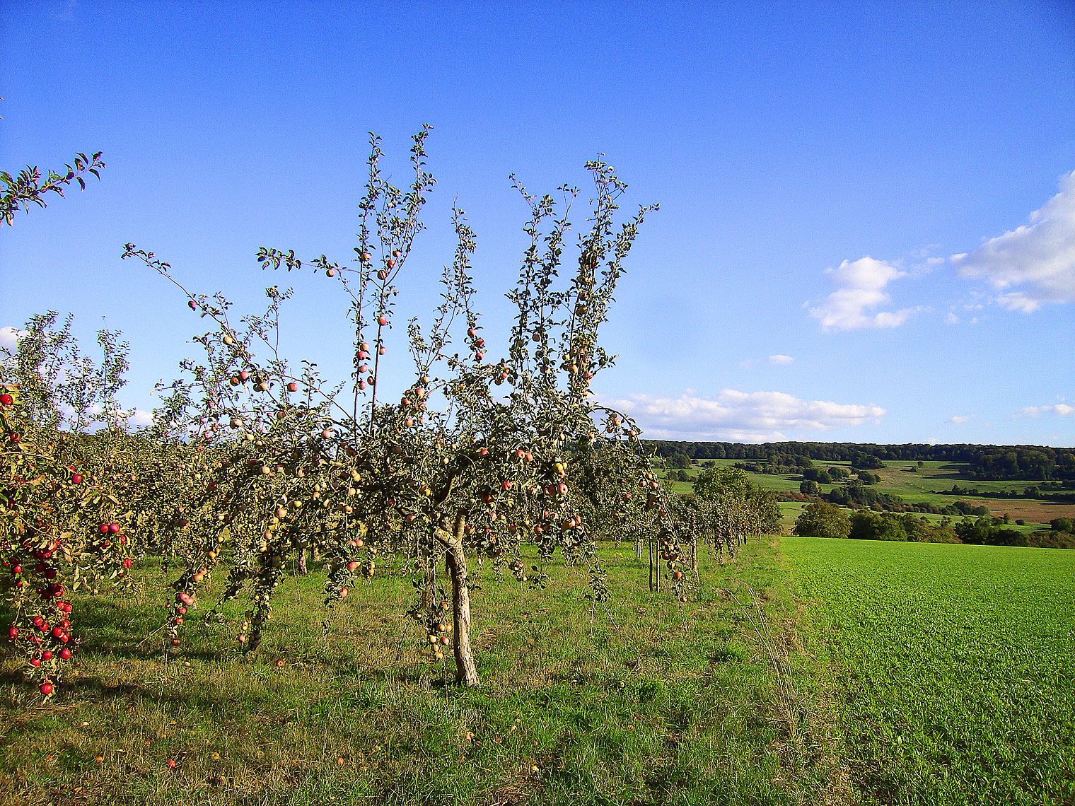 Baum mit Früchten auf Wiese