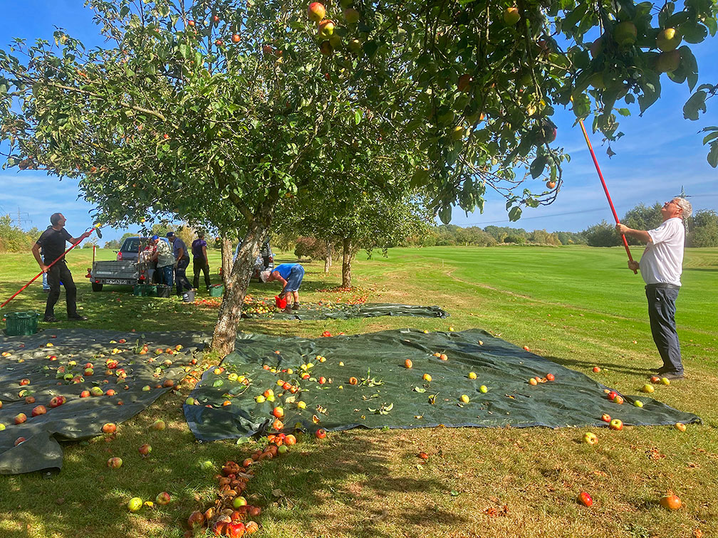 Apfelernte auf dem Golfplatz
