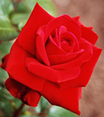 rote Rose1
