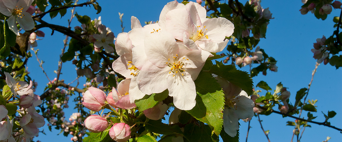 Apfelblüte