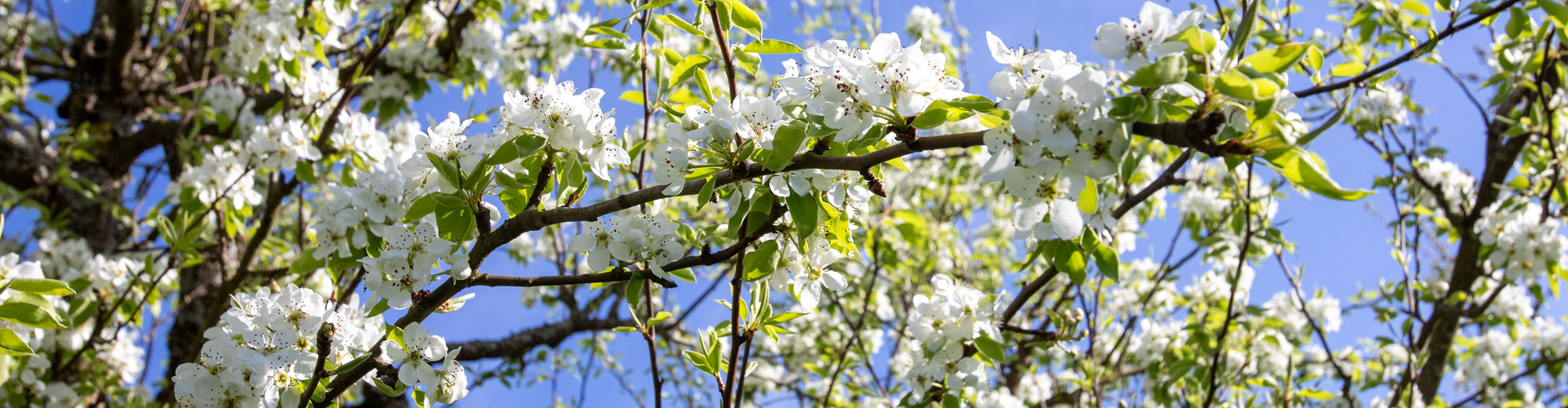 Birnenblüte