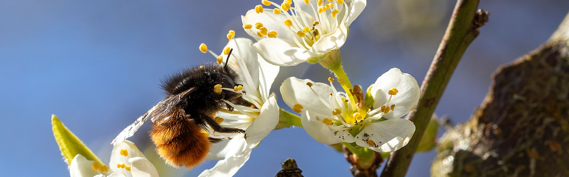 Mauerbiene an Mirabellenblüte